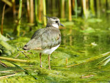Lapwing  Adult Wading  UK