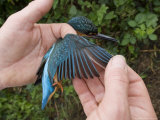 Kingfisher  Examining Primary Feathers  UK