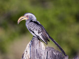 Yellowbilled Hornbill  Moremi  Botswana