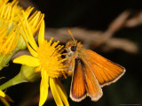 Essex Skipper Butterfly  Adult Feeding from Flower  UK