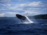 Humpback Whale  Breaching  Polynesia