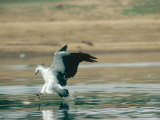 White-Bellied Sea Eagle  Gal Oya National Park  Sri Lanka