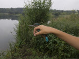 Kingfisher  Ringed Bird Being Released  UK