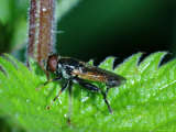 Hoverfly  Adult Resting in Rain Shower  Cambridgeshire  UK