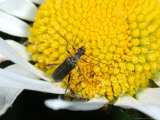 Longhorn Beetle  Adult Feeding on Flower  Cambridgeshire  UK