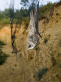 Sand Martin in Mist Net in Front of Nest Holes  UK