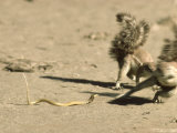 Ground Squirrel  Avoiding Strike from Deadly Juvenile Cape Cobra  South Africa