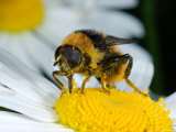 Hoverfly  Feeding on Flower  Cambridgeshire  UK