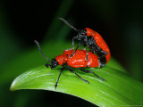 Lily Beetles  Matingpair  Cambridgeshire  UK