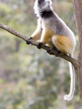 Diademed Sifaka  Male Calling in Forest  Madagascar