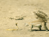 Ground Squirrel  Investigating a Lethal Juvenile Cape Cobra  South Africa