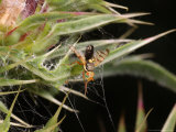 Picture Wing Fly  Egglaying  UK