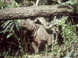Javan Rhinoceros  Ujung Kulon  Indonesia