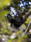 Indri  Perinet  Madagascar