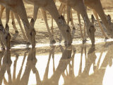 Impala  Drinking from Waterhole  Botswana