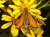 Essex Skipper Butterfly  Adult Feeding from Flower  UK