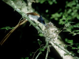 Paradise Flycatcher  Sri Lanka