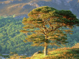Scots Pine Tree  Ross-Shire  Scotland
