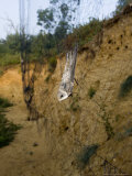 Sand Martin in Mist Net in Front of Nest Holes  UK