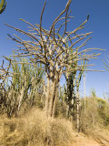 Spiney Forest  Madagascar