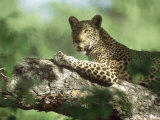 Leopard  Resting in Tree During Heat of the Day  Botswana