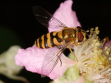Hoverfly  Adult Basking on Flower  Cambridgeshire  UK