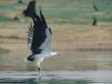 White-Bellied Sea Eagle  Gal Oya National Park  Sri Lanka
