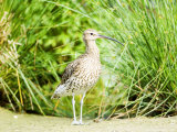 Curlew  Adult  UK