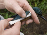 Kingfisher  Bird Ringer Measuring Primary Feathers  UK