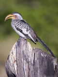 Yellowbilled Hornbill  Moremi  Botswana
