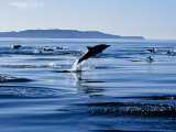 Long-Nosed Common Dolphin  Porpoising  Sea of Cortez