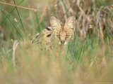 Serval  Hiding in Reeds by Khwai River  Botswana
