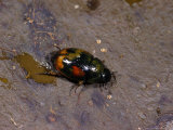 Dung Beetle  Adult Egglaying  Cambridgeshire  UK