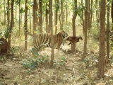 Tiger  Tigress with Kill  Orissa  India