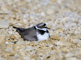 Little Ringed Plover  Male Incubating  UK