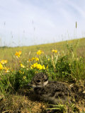 Lapwing  Young in Wildflower Meadow  UK