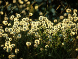 Bog Cotton  Backlit
