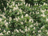 Horse Chesnut in Flower  Aesculus Hippocastanum