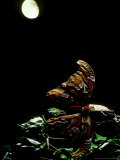 Atlas Moth  with Chrysalis  Indonesia