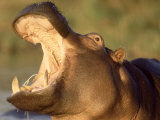 Hippopotamus  Gaping Agressively  Moremi Game Reserve  Botswana