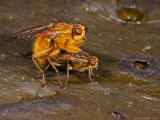 Dung Flys  Mating Pair  Cambridgeshire  UK