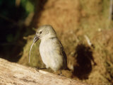 Woodpecker Finch  Using Tool  Galapagos Islands