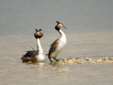 Great Crested Grebe  Pair Displaying  UK
