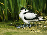 Pied Avocet  Adult Sheltering Young in Plumage  UK