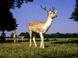 Fallow Deer  Stag  Richmond Park