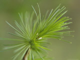 Larch  Sutherland  Scotland