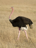 Ostrich  Male in Breeding Plumage  Kenya