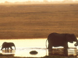 African Elephant  Crossing Chobe River  Botswana