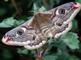 Emperor Moth  Adult Female Calling  Cumbria  UK