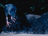 Lava Heron  Fishing  Galapagos Islands